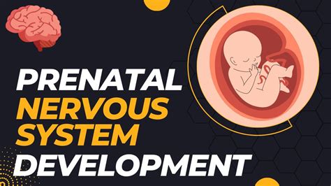 Read Development Of Nervous System In Fetus Ebmplc 
