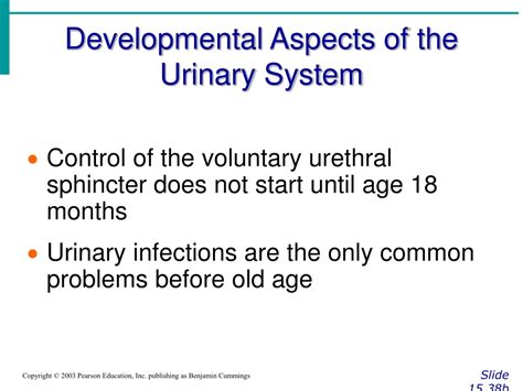 Developmental Aspects Of The Urinary System Answers