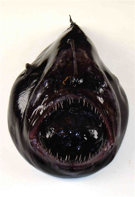 Devil And Deep Sea
