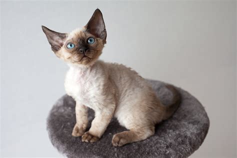 Devon Rex Cat Price