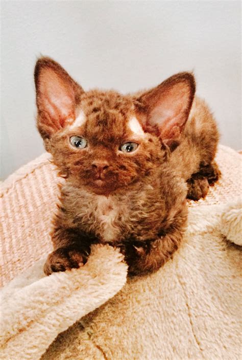 Devon Rex Kittens