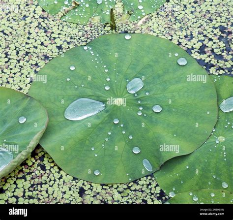 Dewdrop On A Lotus Leaf Letters For Seekers Of Peace
