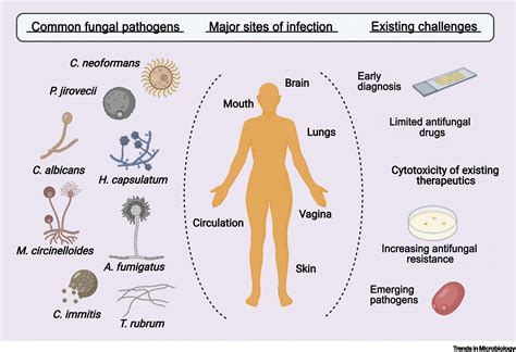 Diagnosis Of Invasive Fungal Infections Challenges And Recent Introduction Of Life Science - Introduction Of Life Science
