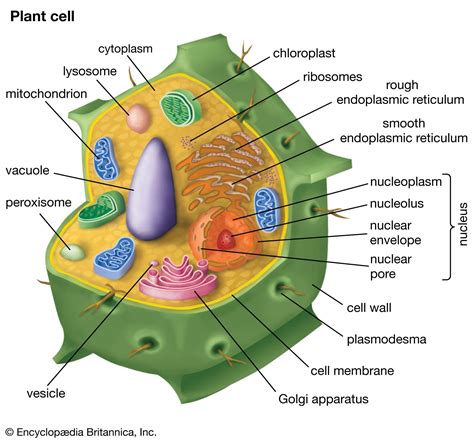 Diagram Of A Cell Plant Cell Diagram Plant Diagram Worksheet - Plant Diagram Worksheet