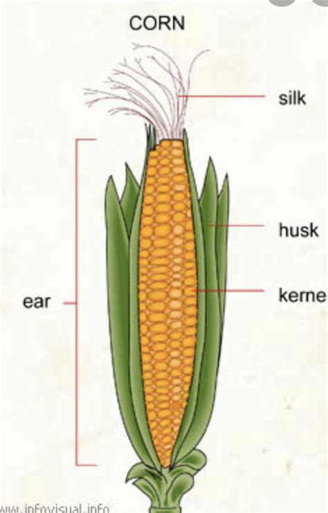 Diagram Of A Corn