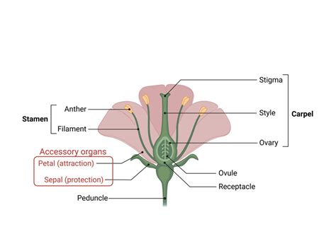 Diagram Of An Angiosperm