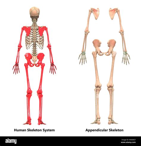 Diagram Of Appendicular Skeleton