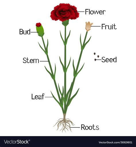 diagram of carnation flower stem