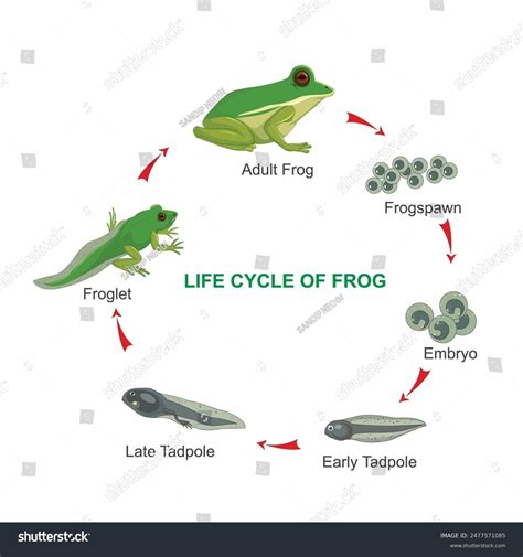 Diagram Of Frogs