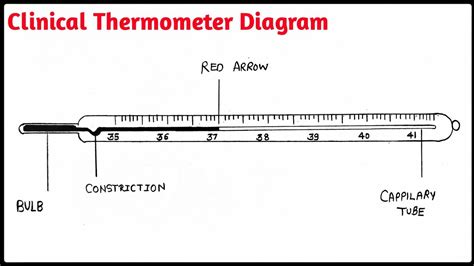 Diagram Of Laboratory Thermometer And Clinical Thermometer Thermometer For Science Experiments - Thermometer For Science Experiments