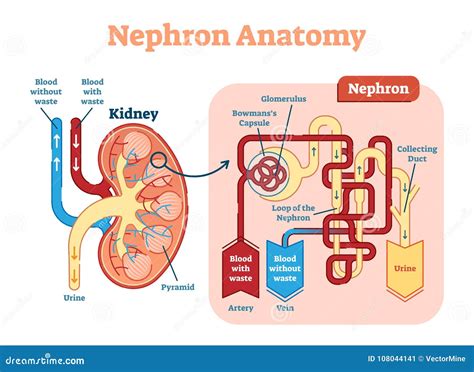 Diagram Of Nephron