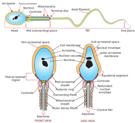 Diagram Of Sperm