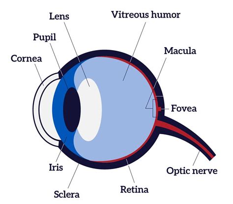 Diagram Of The Eye Parts Of The Eye Structure Of The Human Eye Worksheet - Structure Of The Human Eye Worksheet