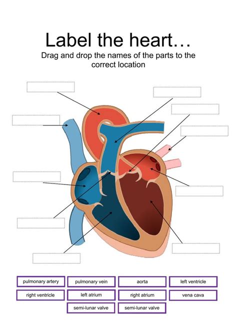 Diagram Of The Heart Labelling Activity Worksheet Twinkl Label Heart Diagram Worksheet - Label Heart Diagram Worksheet