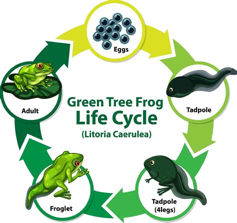 Diagram Showing Life Cycle Of Frog Freepik Life Cycle Of Frog Drawing - Life Cycle Of Frog Drawing