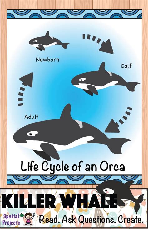 diagrams lifecycle of a killer whale