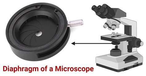 Diaphragm Microscope Function