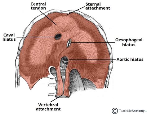 Diaphragm Openings