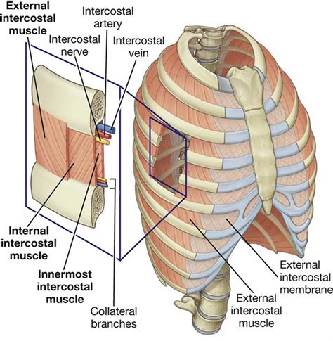 Diaphragm Sternocleidomastoid Scalenes Intercostals Abdominals Vocal Anatomy Worksheet - Vocal Anatomy Worksheet