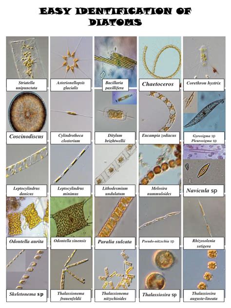 Diatom Identification Guide