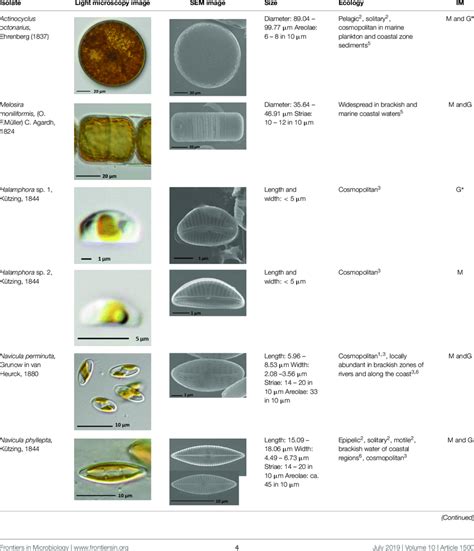 Full Download Diatom Identification Guide 