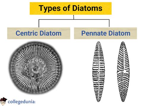 Diatoms Classification