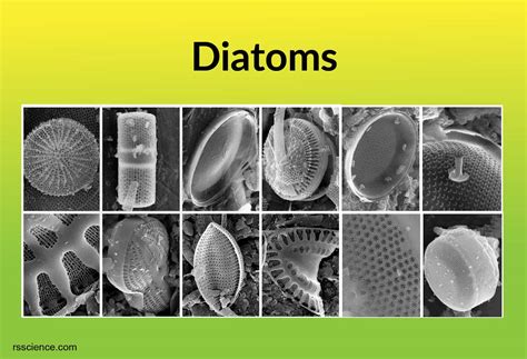 Image related to diatoms-phylum