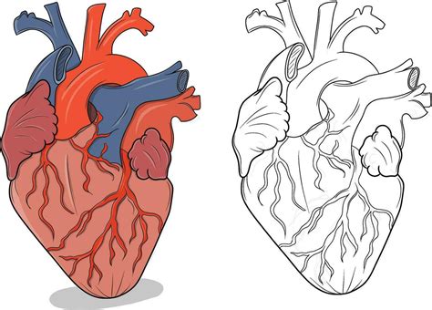 Dibujo Corazon Humano