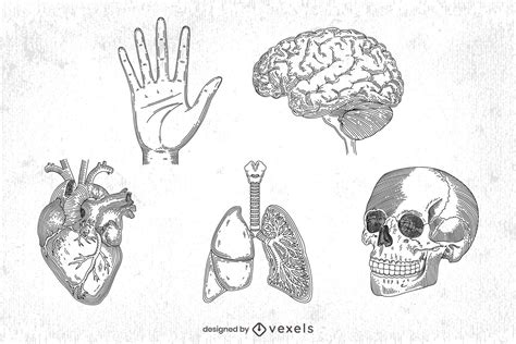 Dibujos De Anatomia