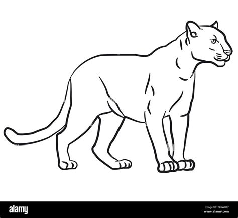 Dibujos De Pumas