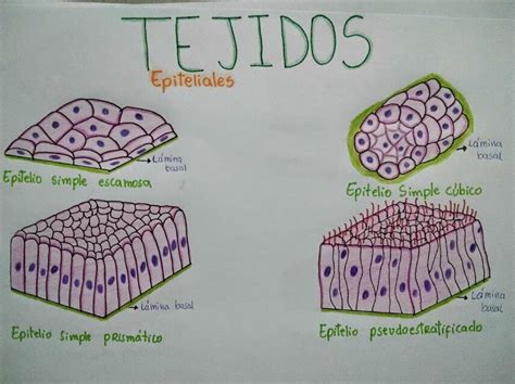 Dibujos De Tejidos