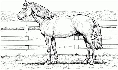 Dibujos de caballos para colorear: ¡Diviértete pintando estos hermosos animales!