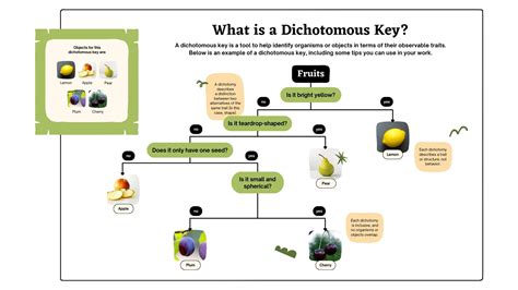 Dichotomous Key