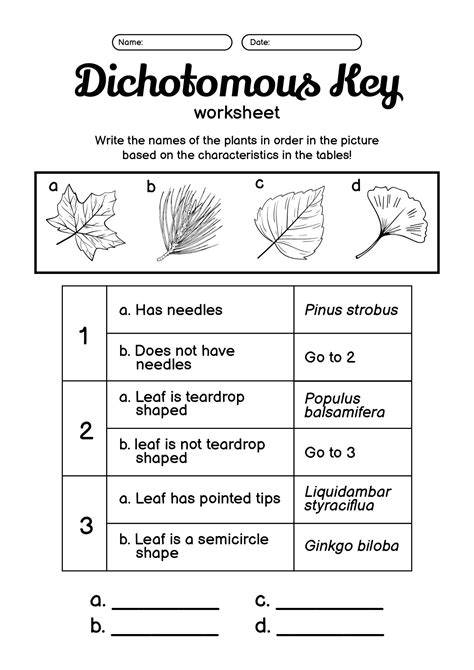 dichotomous key answers