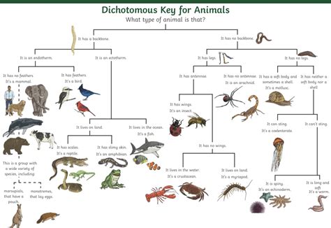 Dichotomous Key Of The Classification Of Protists