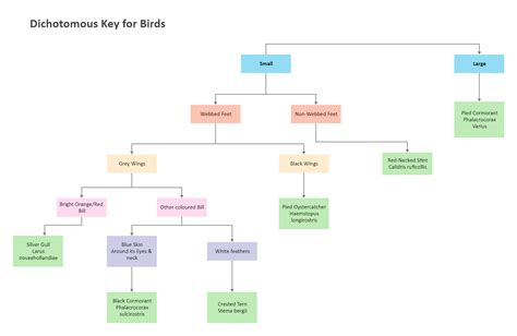 dichotomous key to representative birds