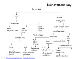 Dichotomous Key Unknown Bacteria Staphylococcus Aureus