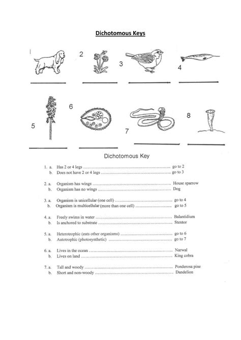 Dichotomous Key Worksheet Middle School Introduction To Animals Worksheet Key - Introduction To Animals Worksheet Key