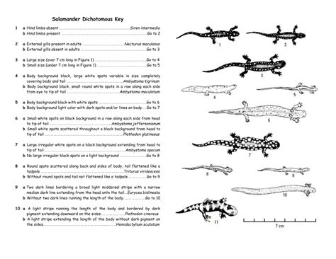 Read Dichotomous Key Biology Lab Salamanders Answers 