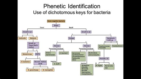 Read Dichotomous Key For Bacterial Unknowns 