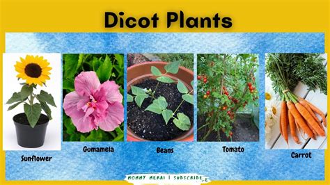 Dicot Plants Examples