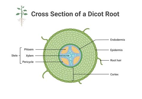 Dicot Root Diagram