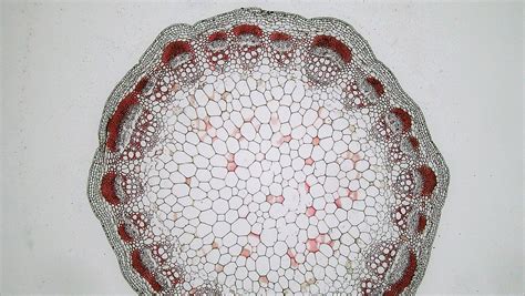 Dicot Stem Cross Section