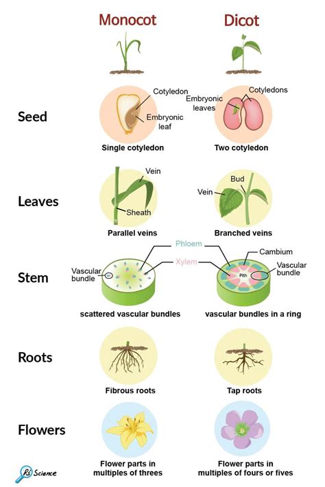 Dicot Vs Monocot