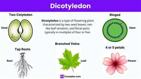 Dicotyledonous Plants Examples