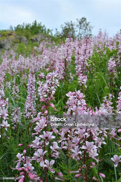 Instagram post by Rudy Wehner #1