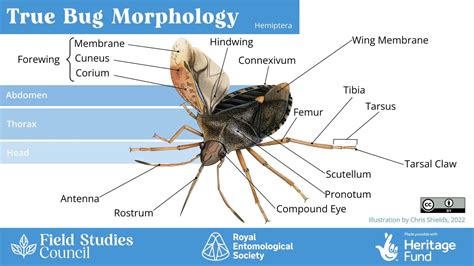 Dictionary Of Insect Morphology By L Zombori