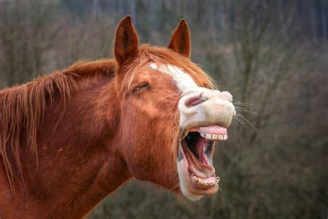 Dientes De Caballo