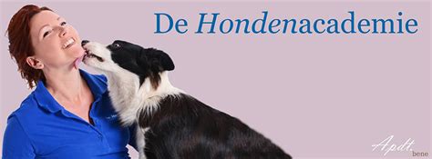 dierenarts boxtel