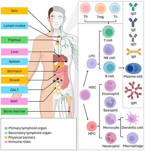 Diet And Human Immune Function Nutrition And Health